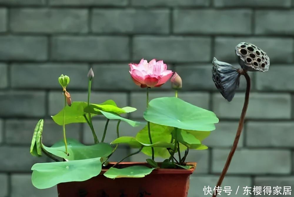 蓝雪花蓝雪花|老花匠夏天必养的3种花,长势旺不休眠,清新漂亮惹人爱