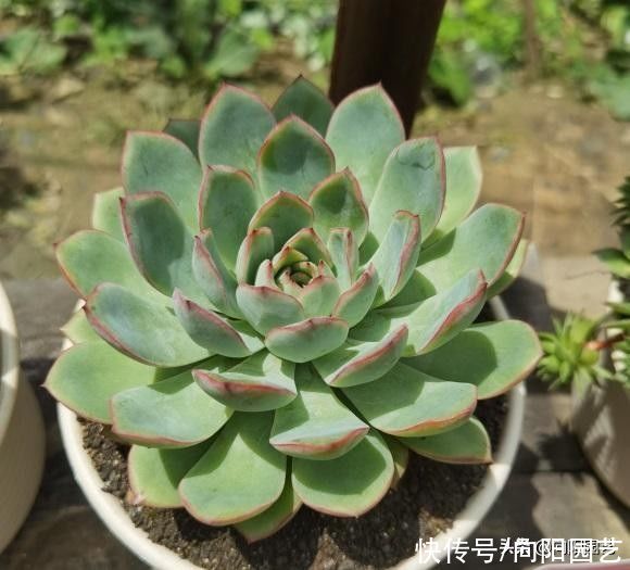 光照|多肉无需买太多,能把家里的养好了,这就够了,买多了没有用