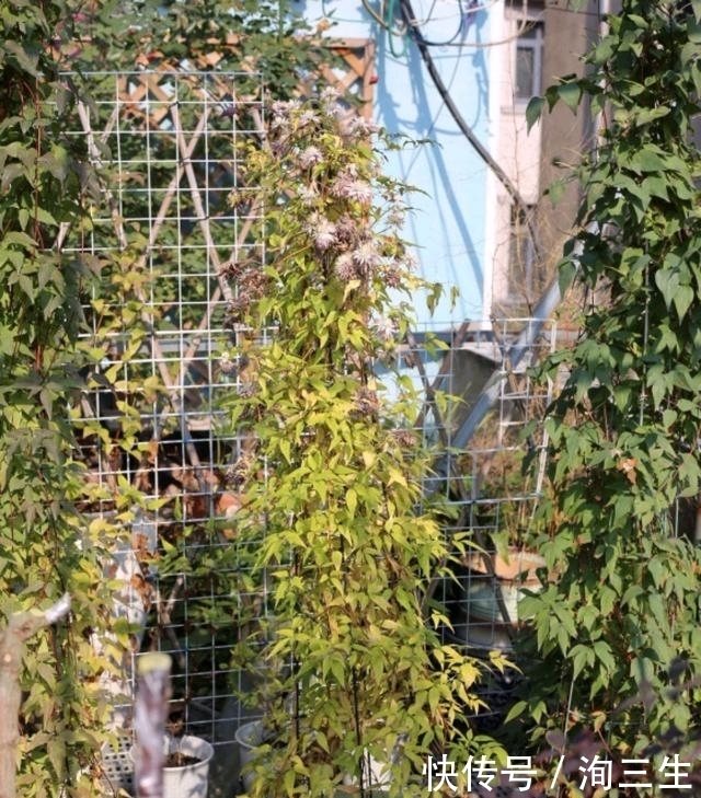 铁线莲在冬季越冬就会枯死?有多少送给我,来年院子变花海