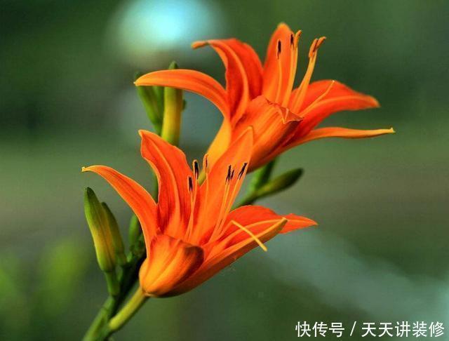 这几种花超耐阴,夏天放在阴凉地,遮阴养出满盆花