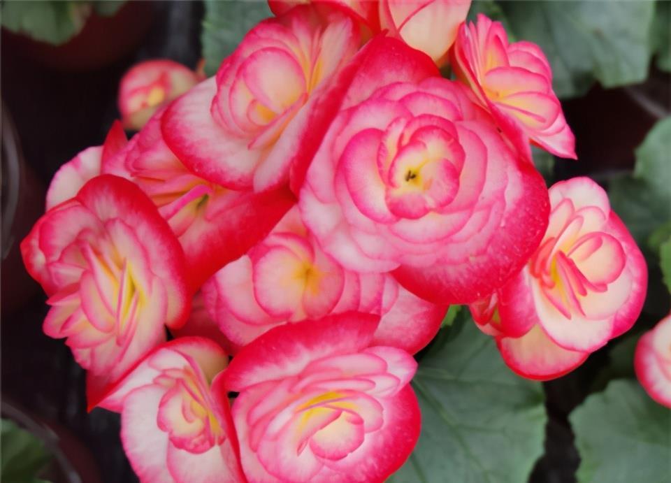 海棠花不开花?搬回室内做好这两点,冬日也能开花