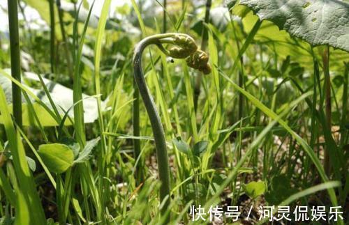 农村|被誉为“山菜之王”的野菜，农村山坡上很常见，城里人表示吃不起