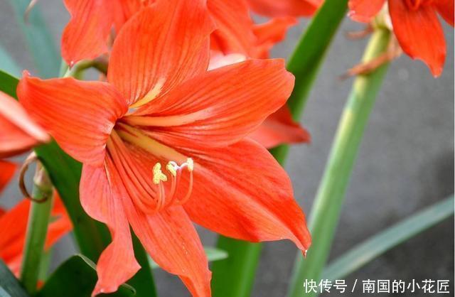 朱顶红|3种花非常好养,简单一养就爆盆,花色丰富四季开花,谁养谁喜欢