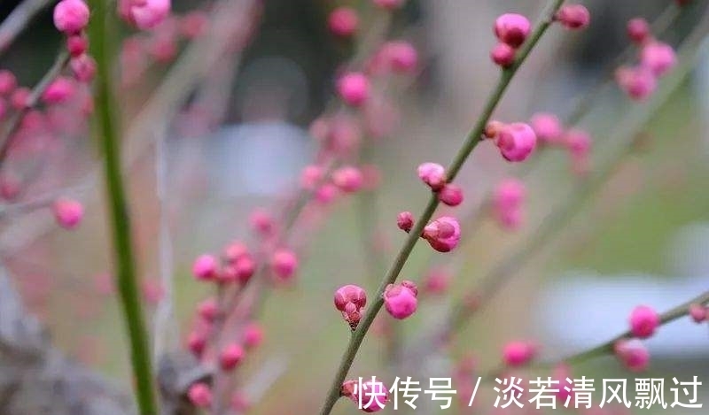 李桃&诗人郑谷一首梅花七律,芬芳盈袖,妍胜李桃,离情别绪,魂断楚桥