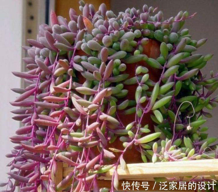 种花|4种花最适合养卫生间,没有阳光照样疯长,除异味、美环境
