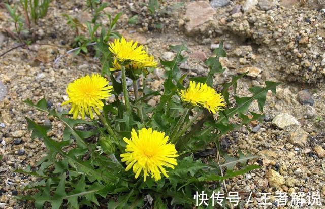 蒲公英水|浙江一女子,每天坚持喝蒲公英水,一段时间后有效果吗?