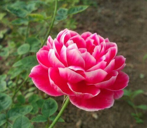 喜欢菊花,不如养盆精品月季玛丽玫瑰,多季开花,简单打理开满阳