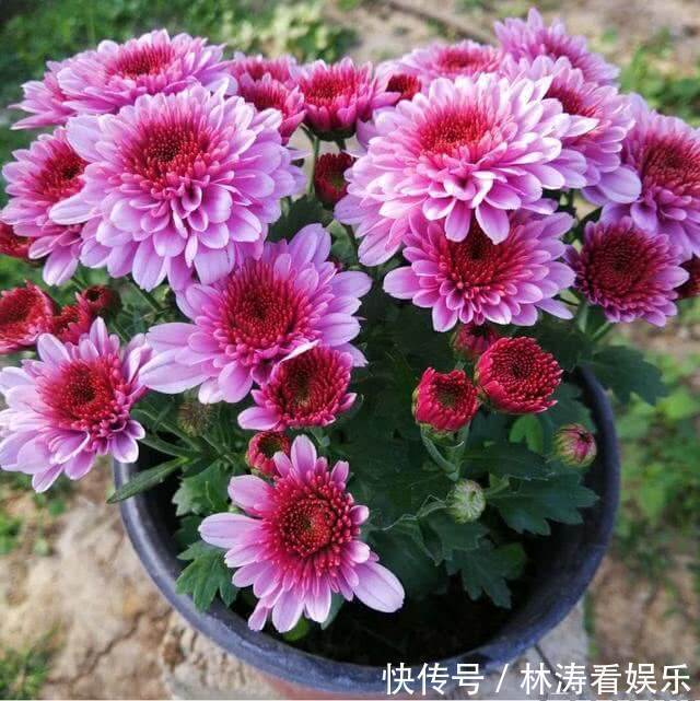 乒乓菊|喜欢养花，不如养盆乒乓菊，圆溜溜的乒乓球，特别可爱