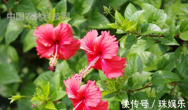 高颜值的扶桑花,这样养护花朵更艳,花期更长久