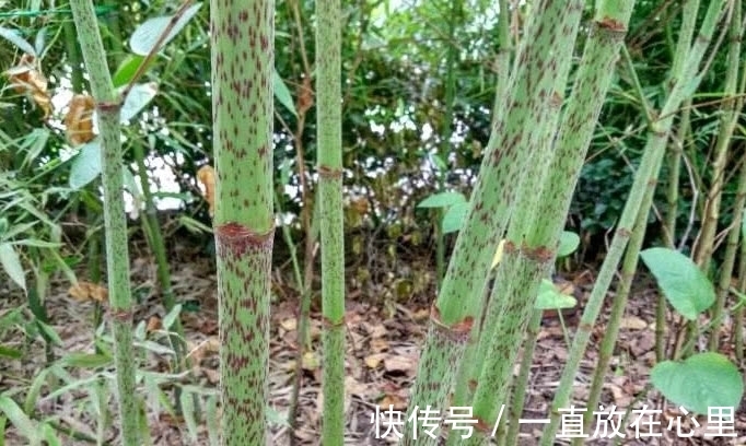 农村|农村一种像“甘蔗”的植物,砍了能当零食吃,是一味好药材价值高
