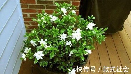 四季|阳台再小,也要养4种花,不仅好养活,而且四季有花赏