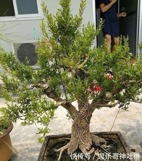 如何将黄杨盆景,养出高价来?