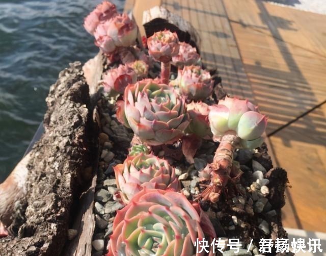 玉蝶|喜欢养多肉,应该挑战一下玉蝶,可以控出这状态,不得不佩服