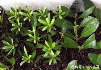 3种花很贵,买不起就不用买,扦插一根枝条,就能开花大半年!