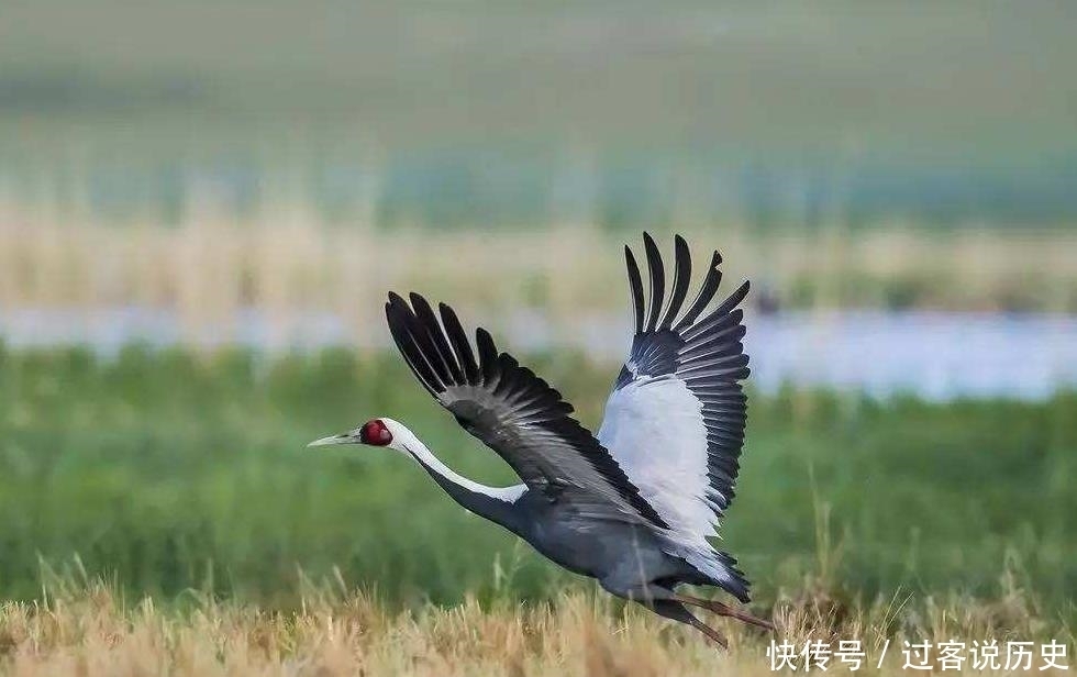  山海经|山海经：5种寓意吉祥的异兽，1鱼2鸟2兽，其实现代也都能见到