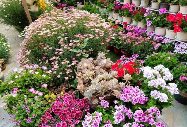 她是个狂热的天竺葵迷，院子里疯狂养了300盆，花团锦簇太养眼