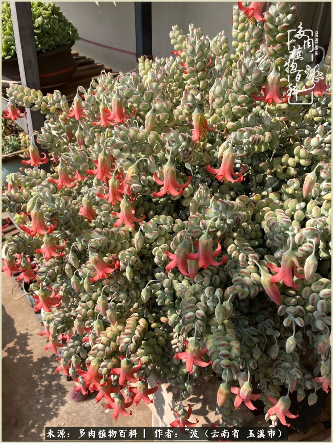多肉|遇见即美，花事未荼蘼！种一桌子多肉，看花开花落！
