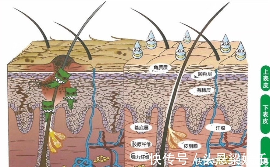 角质层|要想皮肤好，不仅要让肌肤垃圾代谢出去，更要让肌肤吸收好！