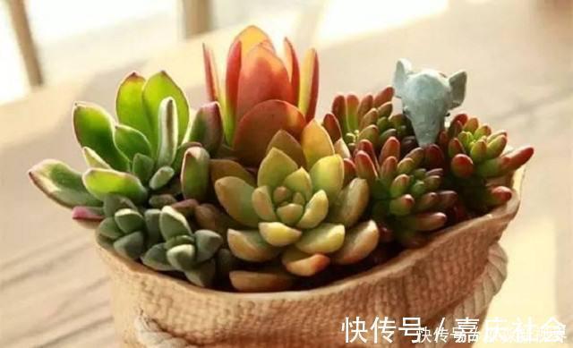 叶片|多肉养不好，叶片就“发软”，看看这几个原因，轻松帮你解决！