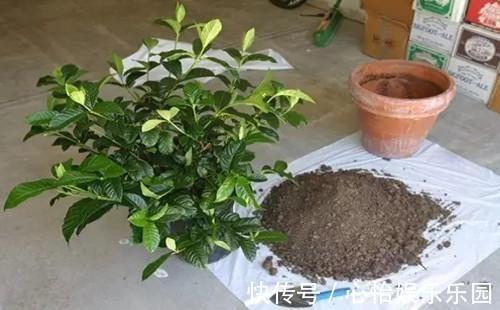 植株|栀子花养不好可能不是你的问题,挖开花盆看“这里”,你就明白