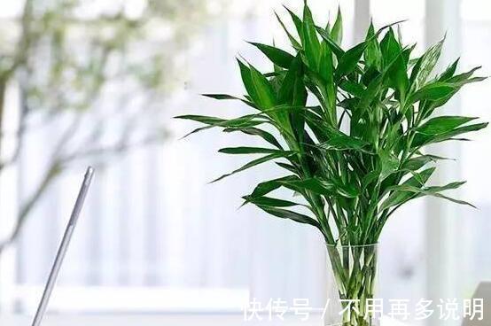 富贵竹|“6种旺财花”，房子小也要养1盆，开花更是好兆头，富贵吉祥