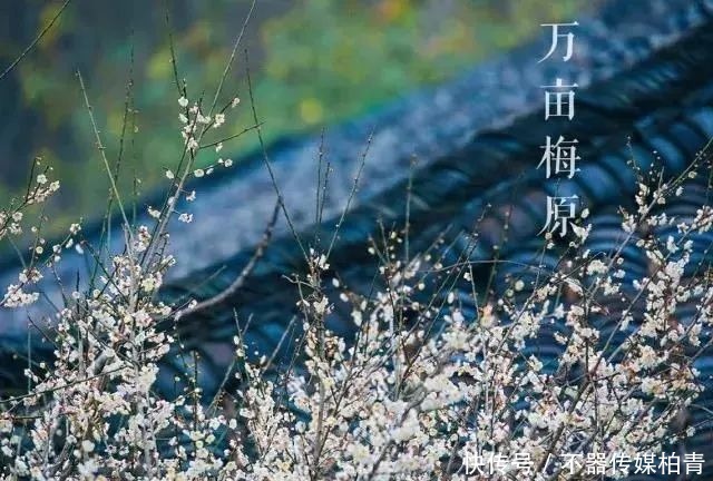 中年|春暖花开游贵州，“花花世界”惹人醉！