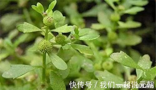 植物|一种野菜，鸡鸭都不吃，狗见了都发愁！却深得大家的喜爱