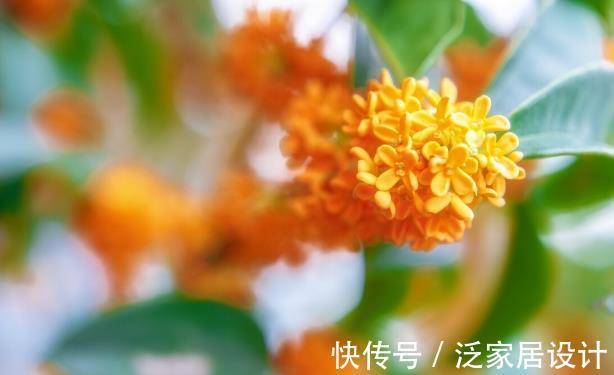 香雪兰|秋天种花,3种要晚种,3种要早种,你知道分别是哪3种吗