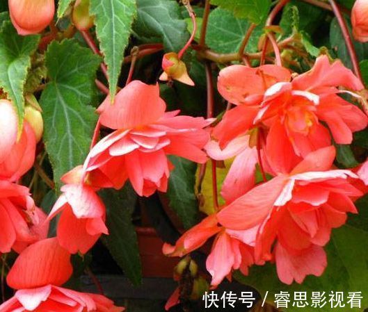 露薇|此款花卉，好养易爆盆，晒晒太阳就开花，绚丽夺目