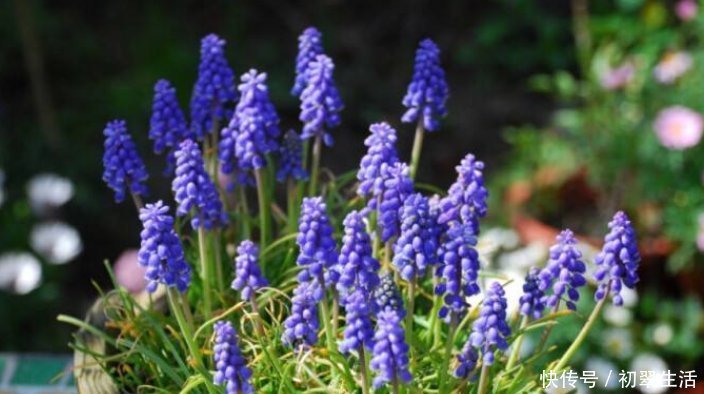 枯萎|6种花只需种一盆,就能年年开花,想养死都难,而且越长越多