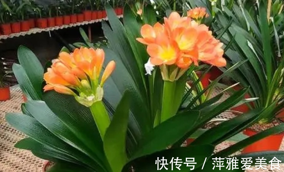 冬天养君子兰,做对4件事,叶子浓绿光亮,顺利开花