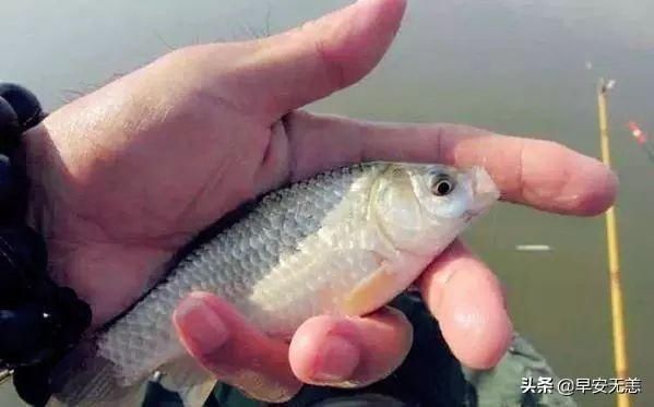 十钓九空|十钓九空原来这饵才是大鲫鱼的最爱，后悔没早一点发现