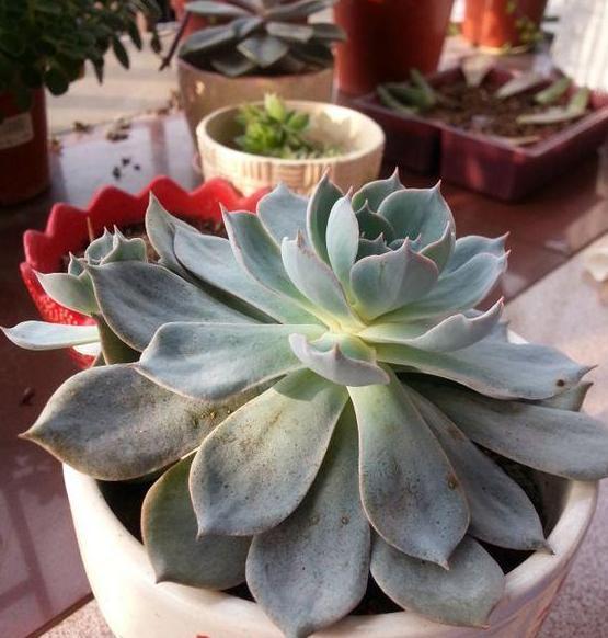 盆栽多肉该如何浇水牢记4个小窍门，花根少受负面影响