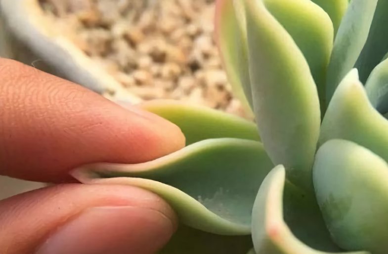 缺水|多肉植物什么时候浇水,看这3处精准判断,四季适用,全国通用