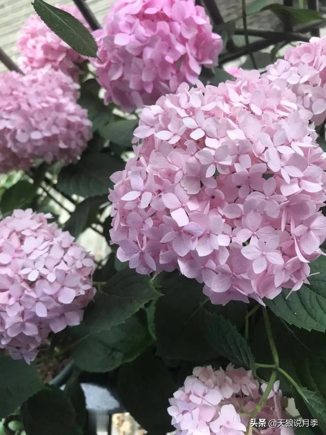 圆滚滚的绣球，瀑布般的花墙，这届花友也太会种花了吧