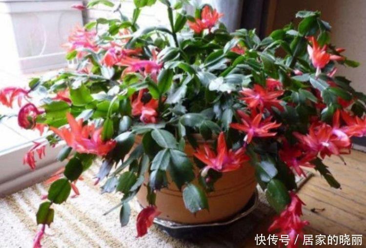 漂亮|5种漂亮花,好打理,易爆盆,不用费心,就能长的特别好