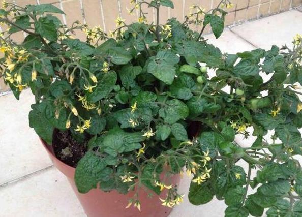 盆栽小番茄,如何一茬接一茬地开花结果5个关键点多下功夫