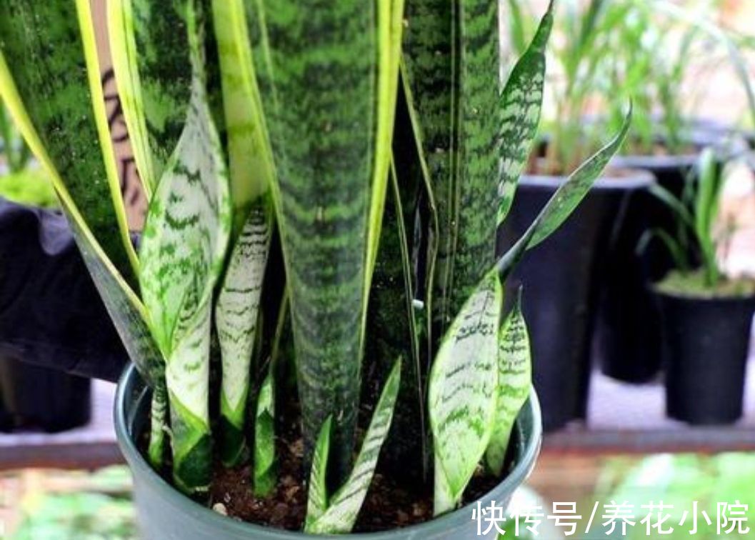 叶子|养虎皮兰，施肥有“讲究”，难怪盆土坚硬，不长新芽