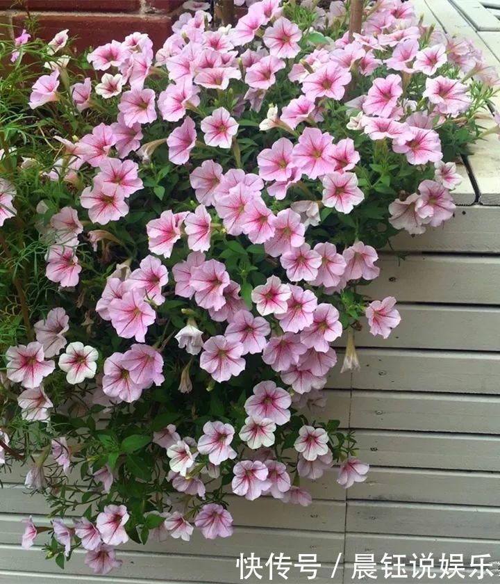 3种花不用“扦插”,花开完等俩月,半年变成“养花大户”!