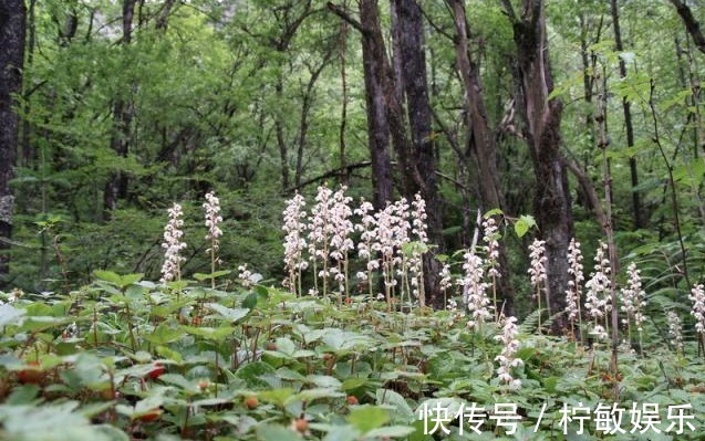 花葶|俗称“鹿蹄草”，野生可遇不可求，男人吃了身体好