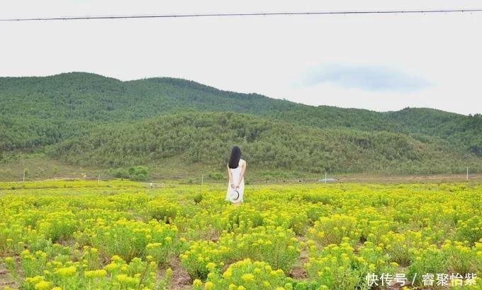 香格里拉最美7大花海，美到犯规！！