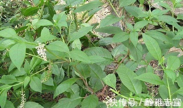 老农|农村野生山萝卜,以前挨饿时候人才吃,现在一斤能卖30多