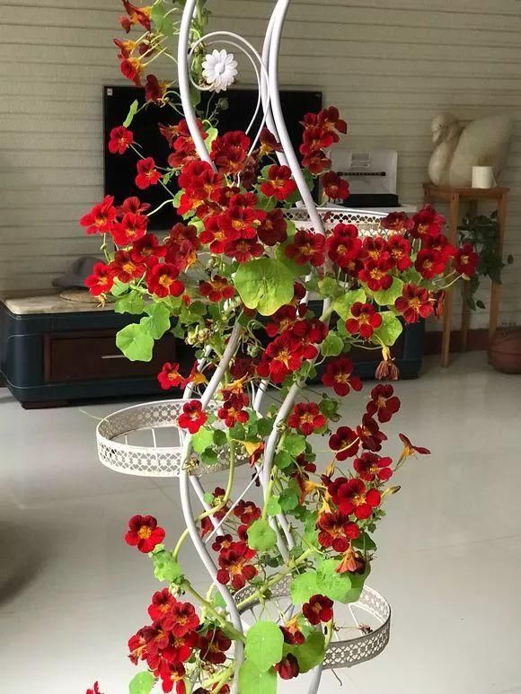 “识货人”都养4种花,打理简单,花期长,开花超漂亮