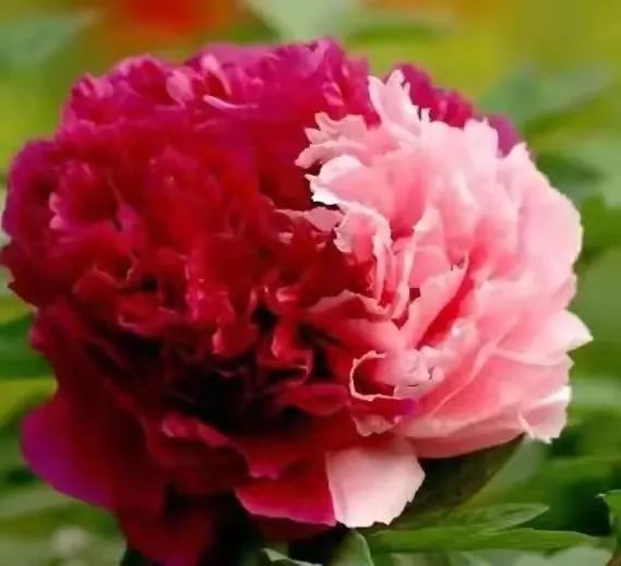 国色天香@唯有牡丹真国色,花开时节迎新春