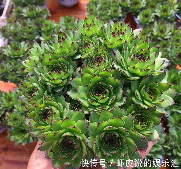 黄丽|别担心,4款多肉室外养,冬季再冷也不怕,叶片肥厚鲜艳,很漂亮
