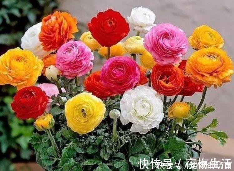 家里要养4种花,开花吉祥又喜庆,一开就300多天!