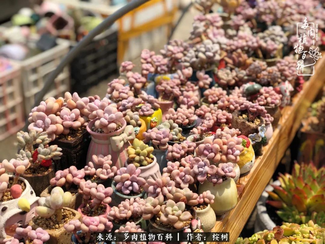 多肉度夏经验谈四季皆露养,兢兢业业养肉三年半!