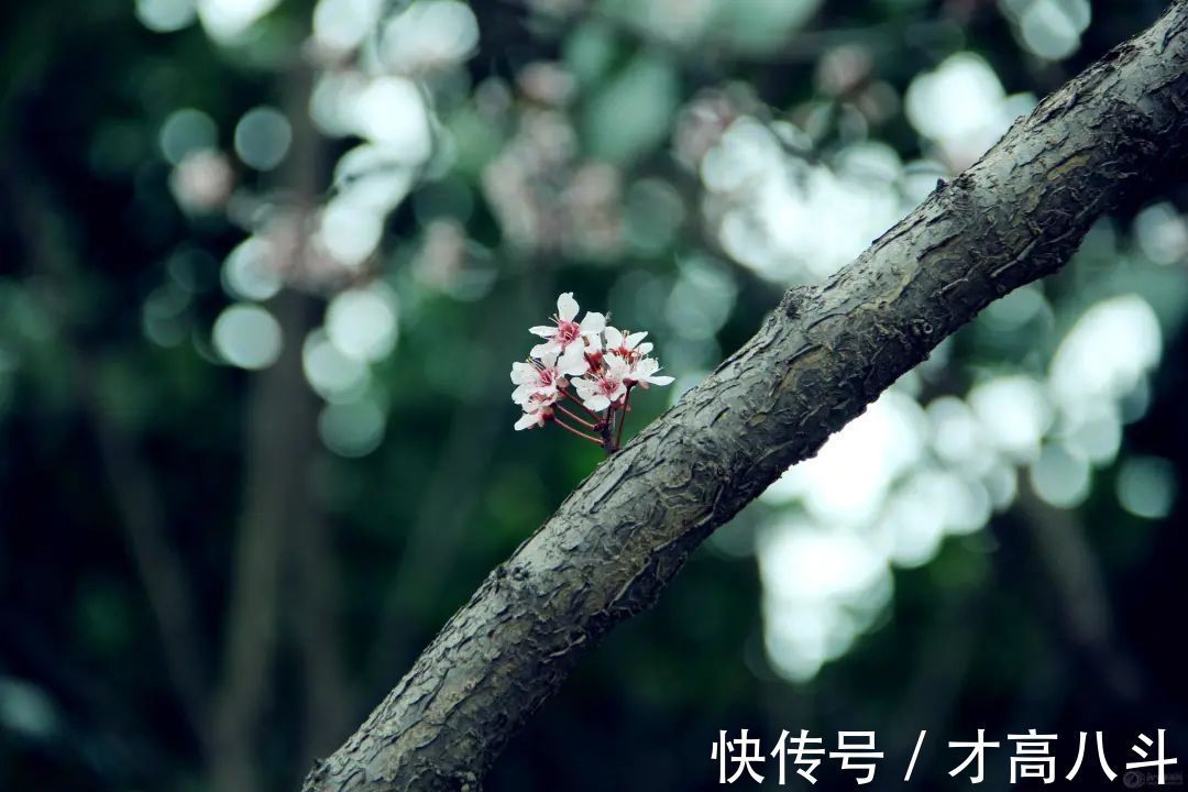 白居易$刘禹锡这首诗,短短4句,笑中带泪,道尽一生委屈,令人唏嘘!