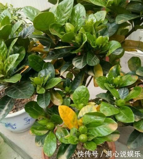 大树|新买栀子花,全是黄泥巴,洗一洗泡一泡,7天就活,长成“大树”
