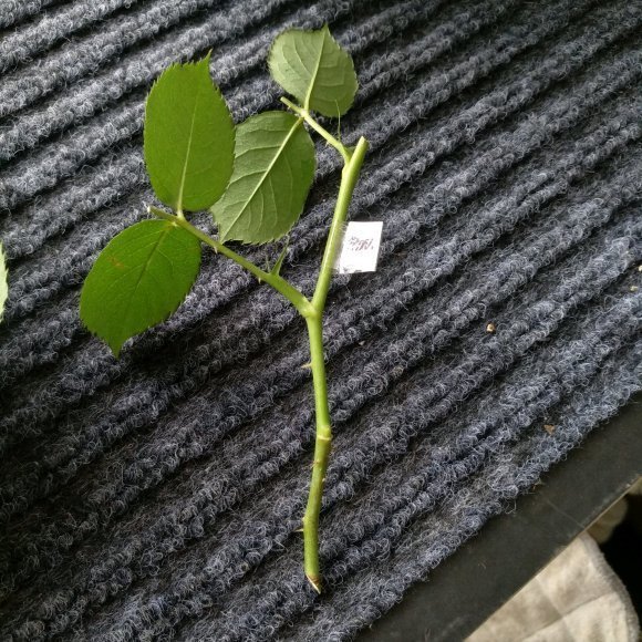 枝条|扦插最佳时期到了,有这花赶紧插,沾土就能活